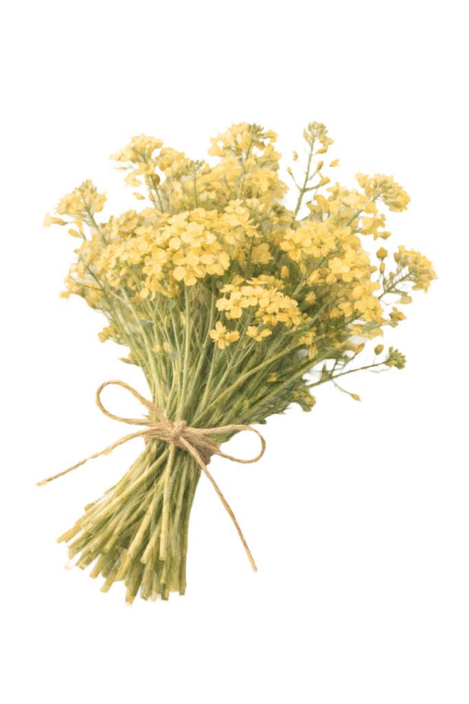 菜の花　水彩　チャッピー　くすみ