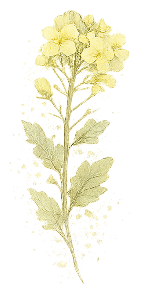 菜の花　水彩　チャッピー